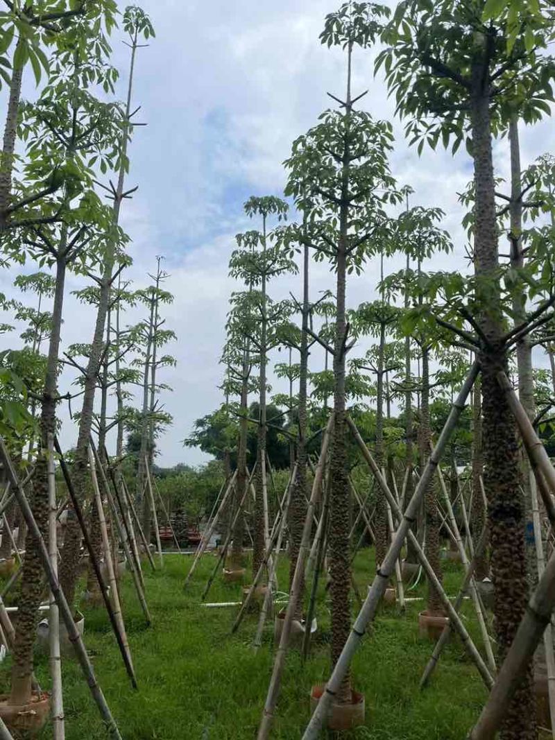 本地木棉/英雄树基地直销规格齐全有需要的老板欢迎来电洽谈