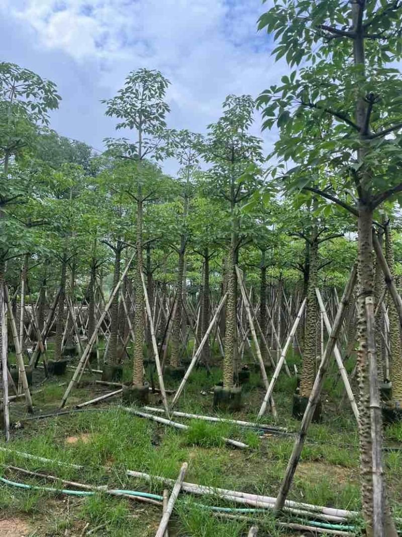 本地木棉/英雄树基地直销规格齐全有需要的老板欢迎来电洽谈