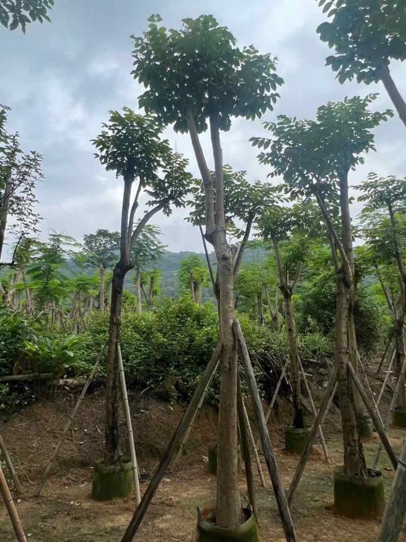 骨架火焰木基地直销规格齐全有需要的老板欢迎来电洽谈合作