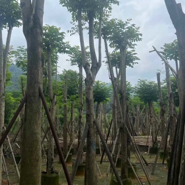骨架火焰木基地直销规格齐全有需要的老板欢迎来电洽谈合作