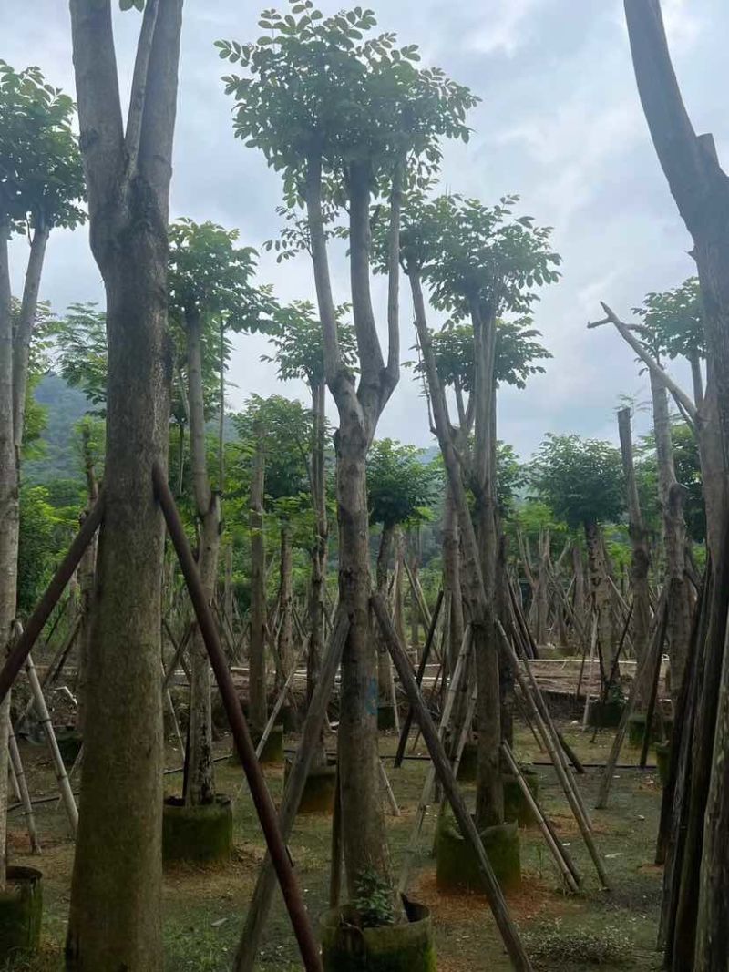 骨架火焰木基地直销规格齐全有需要的老板欢迎来电洽谈合作