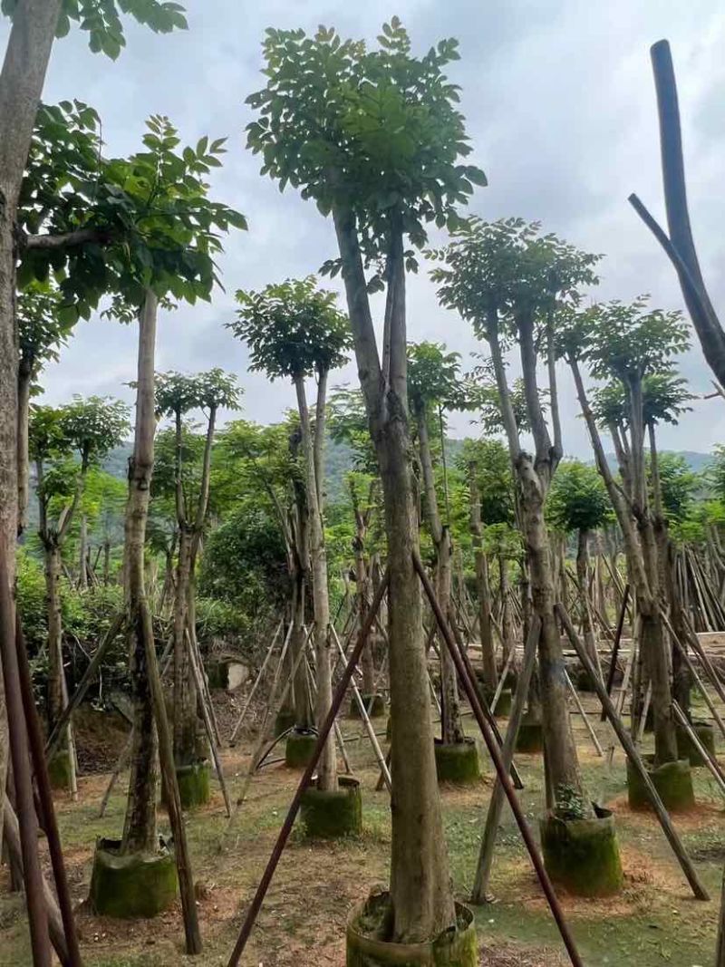 骨架火焰木基地直销规格齐全有需要的老板欢迎来电洽谈合作