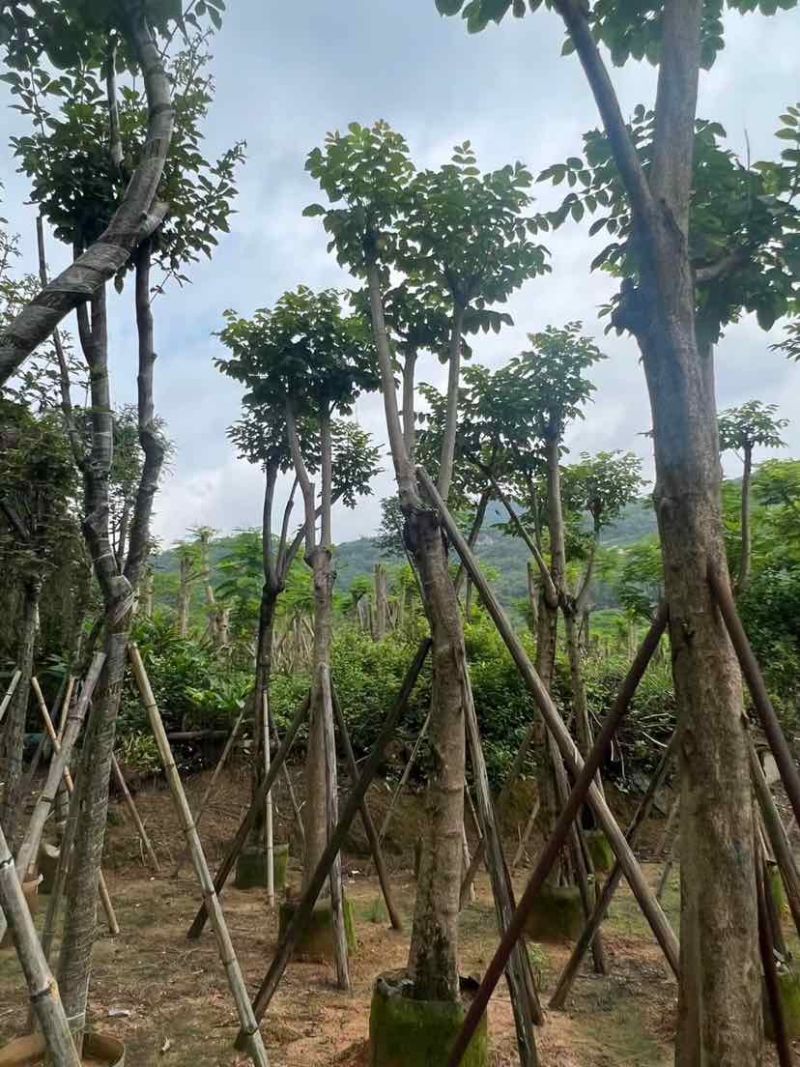 骨架火焰木基地直销规格齐全有需要的老板欢迎来电洽谈合作