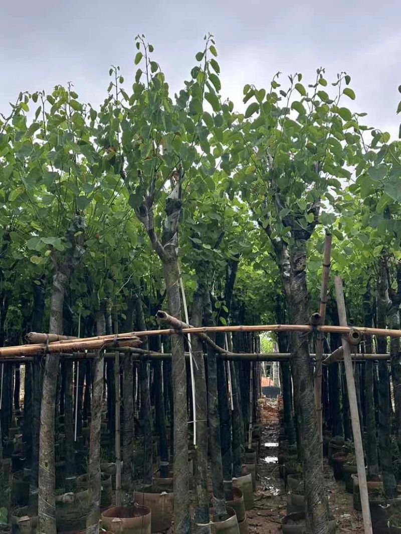 宫粉紫荆基地直销规格齐全有需要的老板欢迎来电洽谈合作