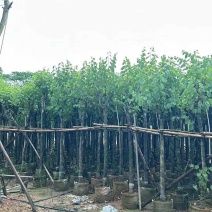 宫粉紫荆基地直销规格齐全有需要的老板欢迎来电洽谈合作