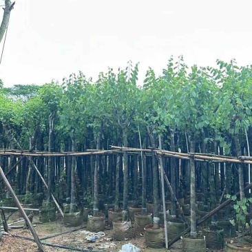 宫粉紫荆基地直销规格齐全有需要的老板欢迎来电洽谈合作