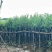 宫粉紫荆基地直销规格齐全有需要的老板欢迎来电洽谈合作