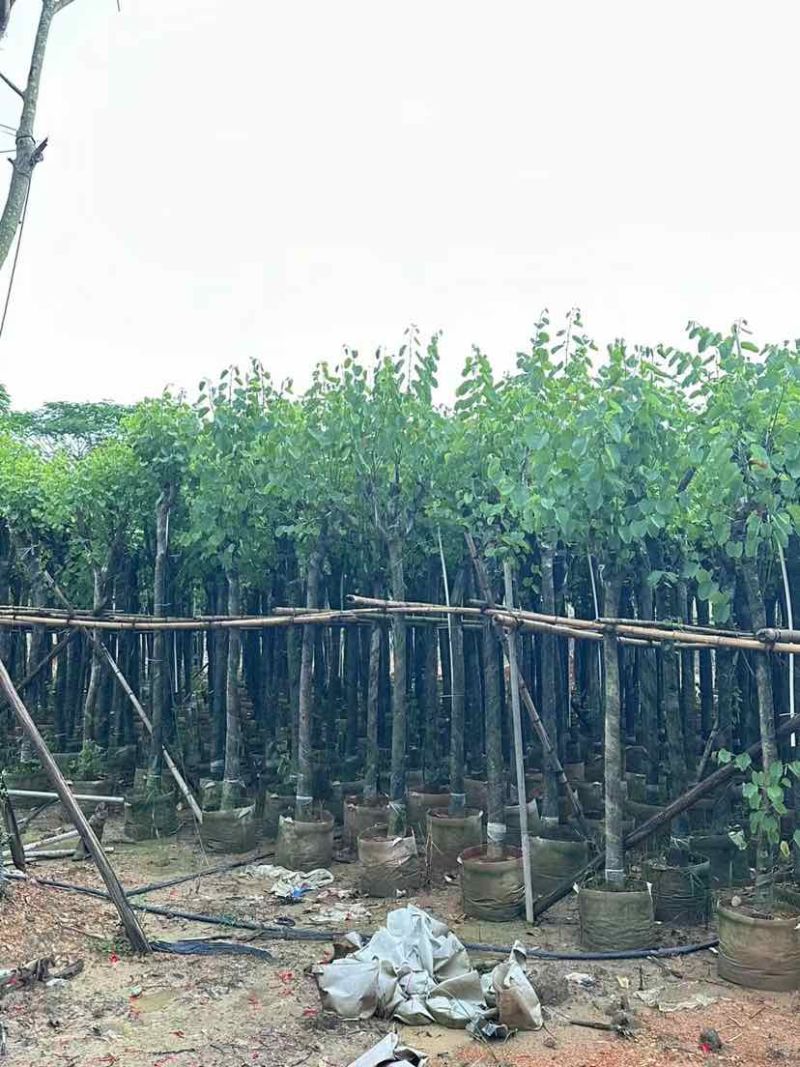 宫粉紫荆基地直销规格齐全有需要的老板欢迎来电洽谈合作