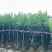 宫粉紫荆基地直销规格齐全有需要的老板欢迎来电洽谈合作