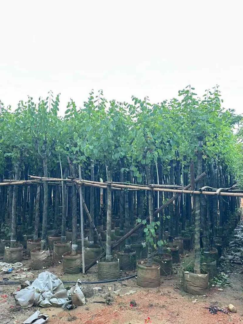 宫粉紫荆基地直销规格齐全有需要的老板欢迎来电洽谈合作