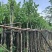 宫粉紫荆基地直销规格齐全有需要的老板欢迎来电洽谈合作