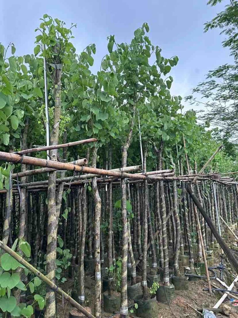 宫粉紫荆基地直销规格齐全有需要的老板欢迎来电洽谈合作