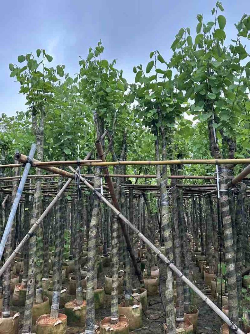 宫粉紫荆基地直销规格齐全有需要的老板欢迎来电洽谈合作