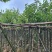 宫粉紫荆基地直销规格齐全有需要的老板欢迎来电洽谈合作