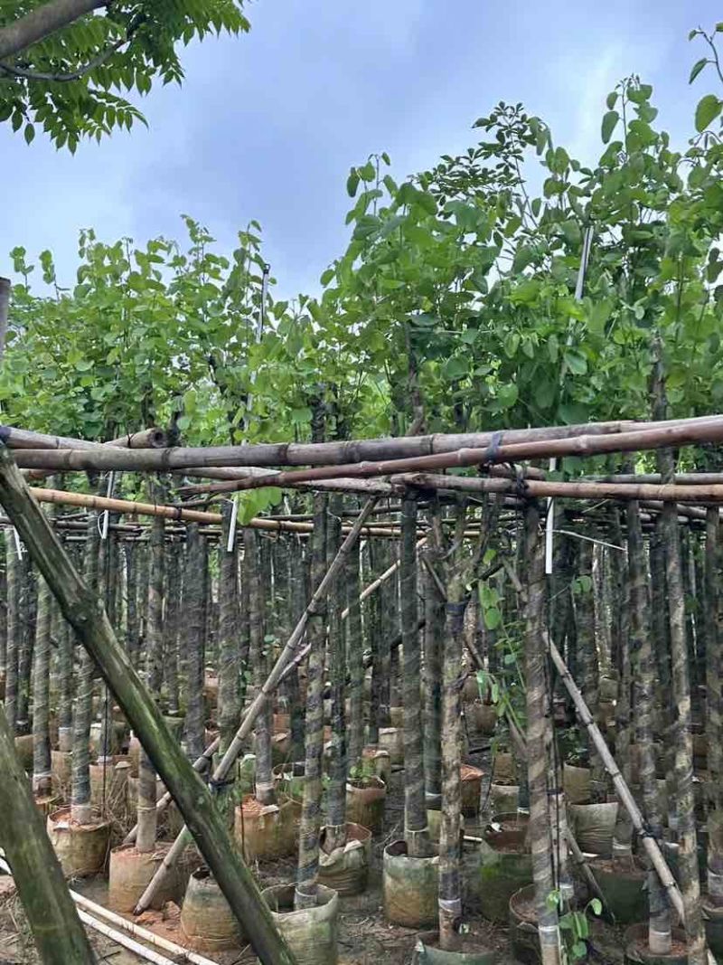 宫粉紫荆基地直销规格齐全有需要的老板欢迎来电洽谈合作