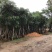 桃花心木基地直销规格齐全有需要的老板欢迎来电洽谈合作