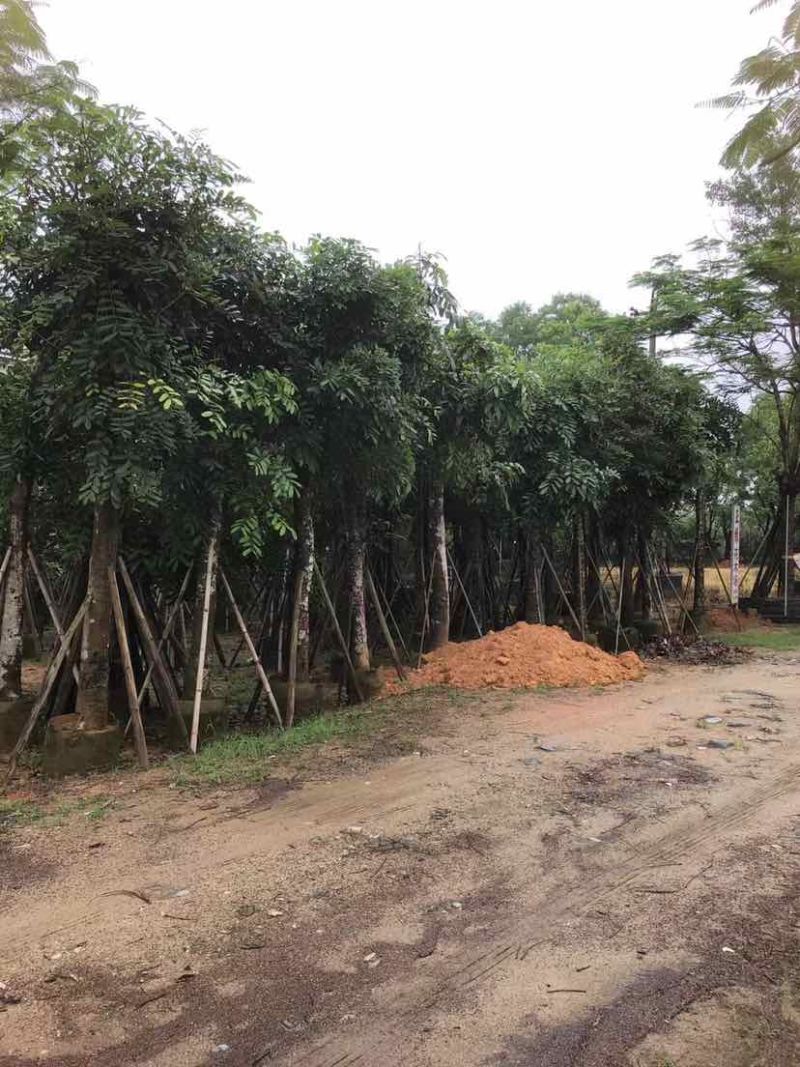桃花心木基地直销规格齐全有需要的老板欢迎来电洽谈合作
