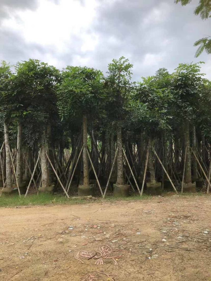 桃花心木基地直销规格齐全有需要的老板欢迎来电洽谈合作