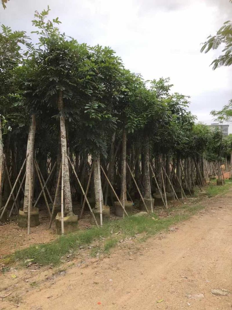 桃花心木基地直销规格齐全有需要的老板欢迎来电洽谈合作