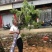 黄花槐基地直销规格齐全有需要的老板欢迎来电洽谈合作
