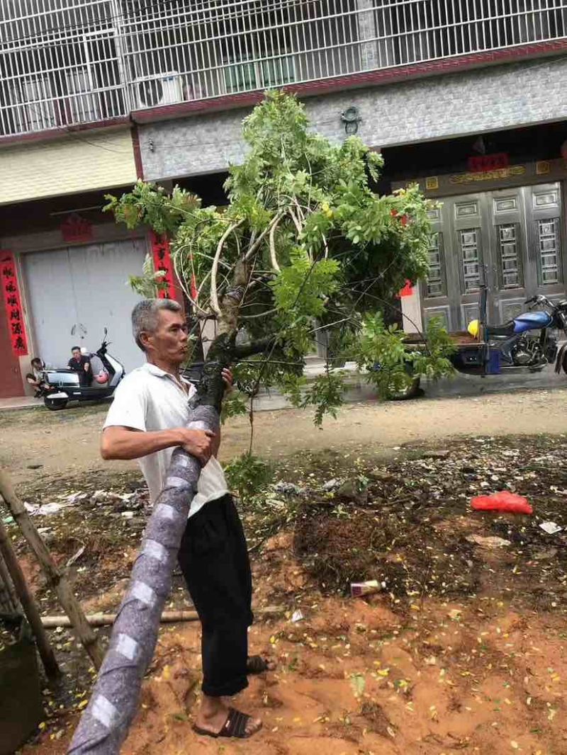 黄花槐基地直销规格齐全有需要的老板欢迎来电洽谈合作