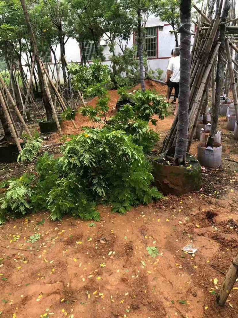 黄花槐基地直销规格齐全有需要的老板欢迎来电洽谈合作