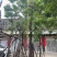 黄花槐基地直销规格齐全有需要的老板欢迎来电洽谈合作