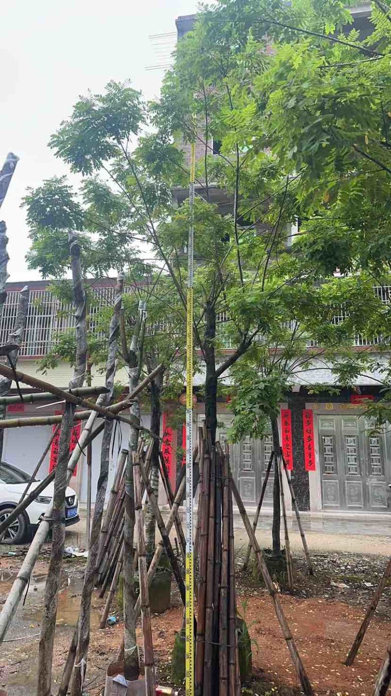 黄花槐基地直销规格齐全有需要的老板欢迎来电洽谈合作