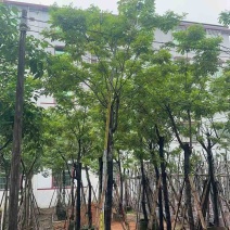 黄花槐基地直销规格齐全有需要的老板欢迎来电洽谈合作