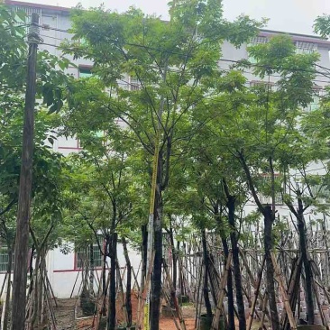 黄花槐基地直销规格齐全有需要的老板欢迎来电洽谈合作