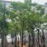 黄花槐基地直销规格齐全有需要的老板欢迎来电洽谈合作
