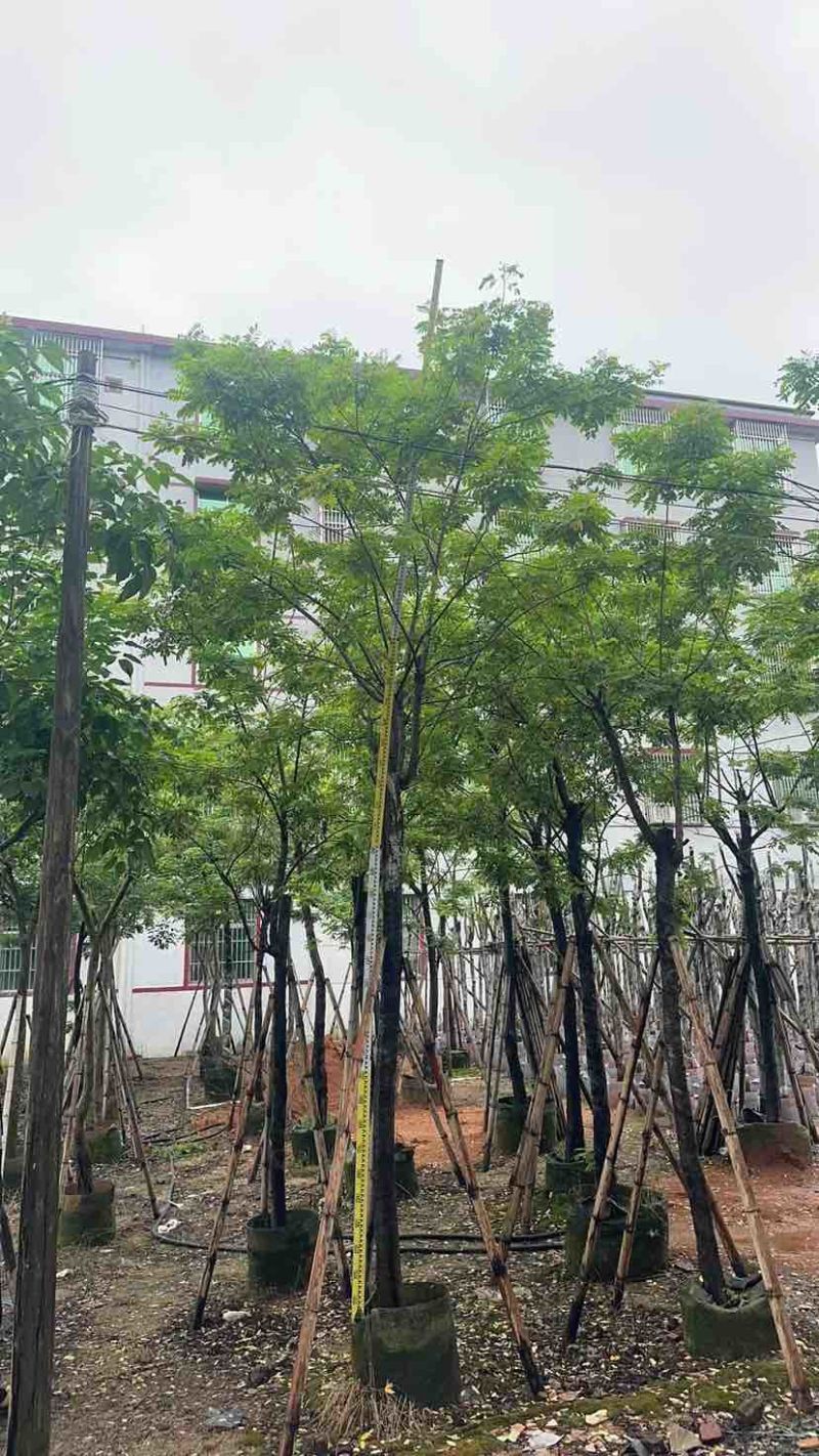 黄花槐基地直销规格齐全有需要的老板欢迎来电洽谈合作
