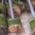 黄花槐基地直销规格齐全有需要的老板欢迎来电洽谈合作