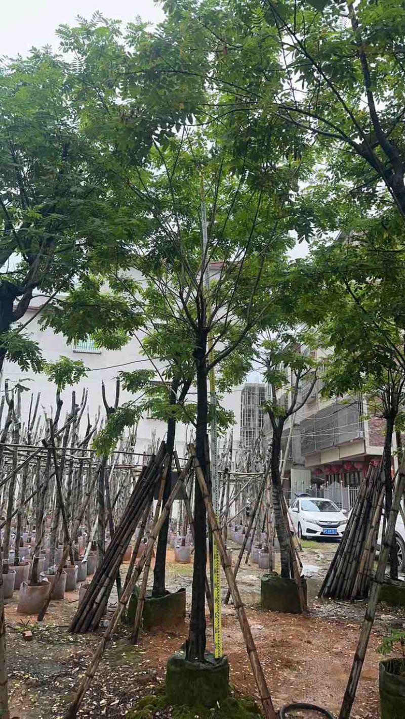 黄花槐基地直销规格齐全有需要的老板欢迎来电洽谈合作