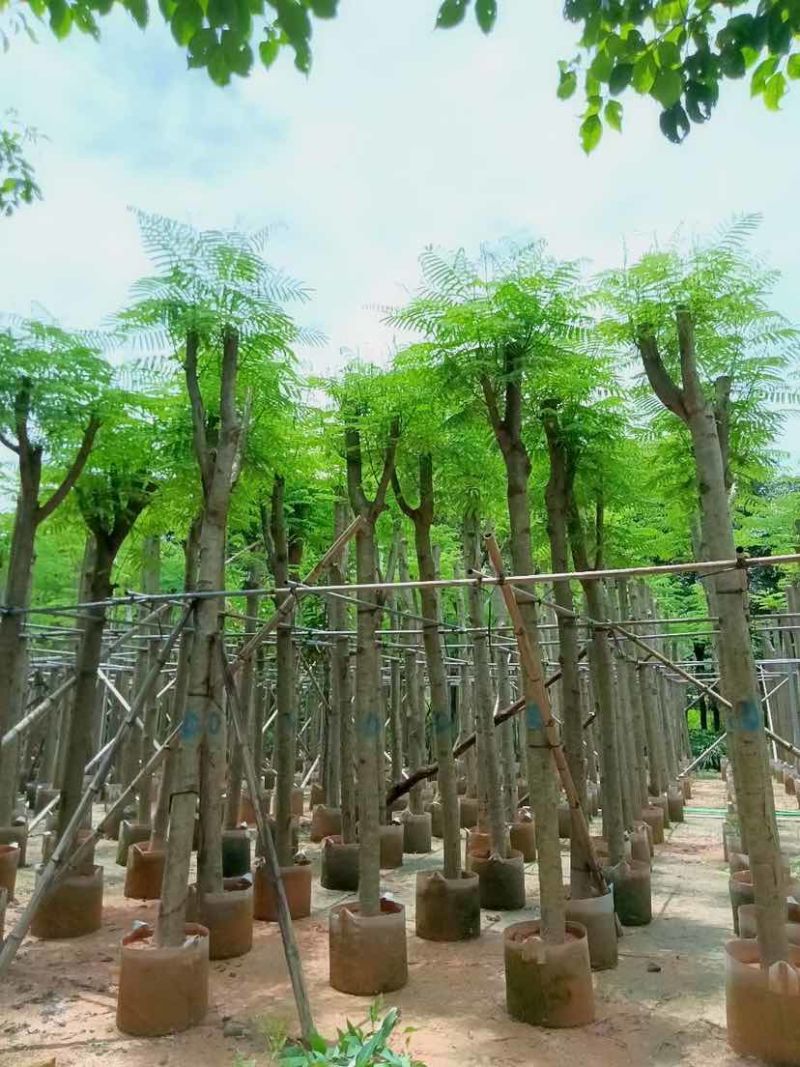 凤凰树/红花楹树基地直销规格齐全有需要的老板欢迎来电洽谈