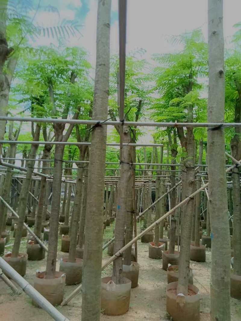 凤凰树/红花楹树基地直销规格齐全有需要的老板欢迎来电洽谈