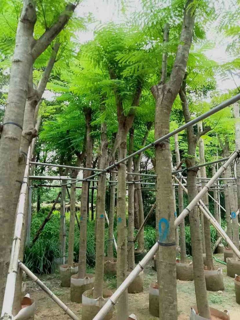 凤凰树/红花楹树基地直销规格齐全有需要的老板欢迎来电洽谈