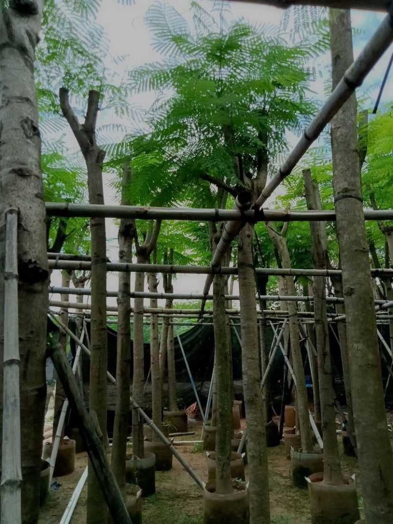 凤凰树/红花楹树基地直销规格齐全有需要的老板欢迎来电洽谈