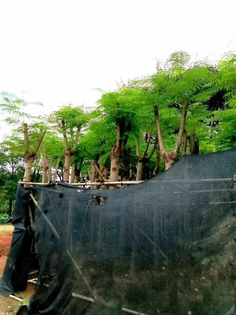 凤凰树/红花楹树基地直销规格齐全有需要的老板欢迎来电洽谈