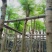 凤凰树/红花楹树基地直销规格齐全有需要的老板欢迎来电洽谈