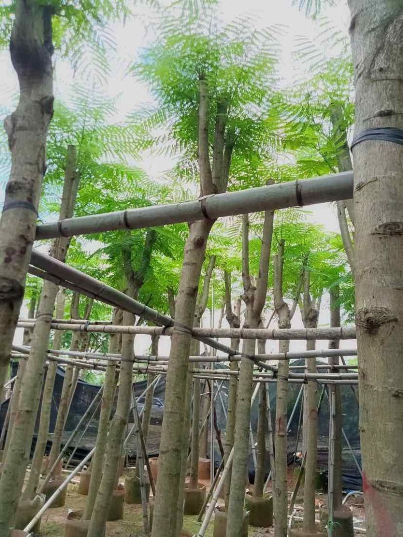凤凰树/红花楹树基地直销规格齐全有需要的老板欢迎来电洽谈