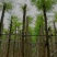 凤凰树/红花楹树基地直销规格齐全有需要的老板欢迎来电洽谈