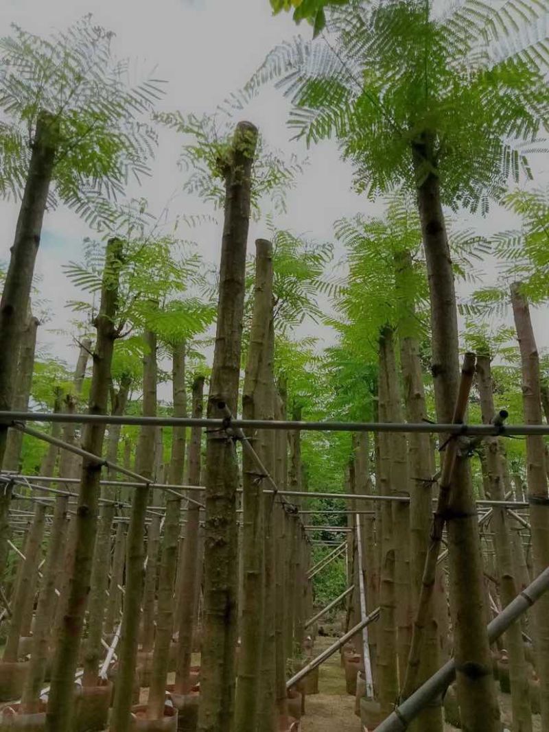 凤凰树/红花楹树基地直销规格齐全有需要的老板欢迎来电洽谈