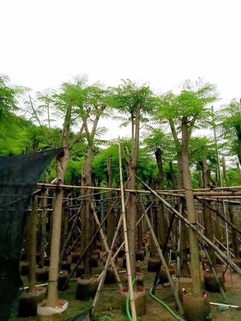 凤凰树/红花楹树基地直销规格齐全有需要的老板欢迎来电洽谈