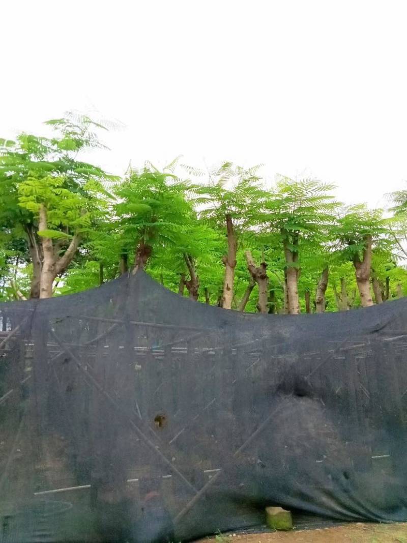 凤凰树/红花楹树基地直销规格齐全有需要的老板欢迎来电洽谈