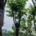 宫粉紫荆基地直销规格齐全有需要的老板欢迎来电洽谈合作