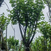 宫粉紫荆基地直销规格齐全有需要的老板欢迎来电洽谈合作
