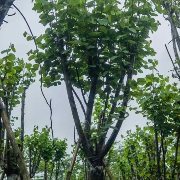 宫粉紫荆基地直销规格齐全有需要的老板欢迎来电洽谈合作