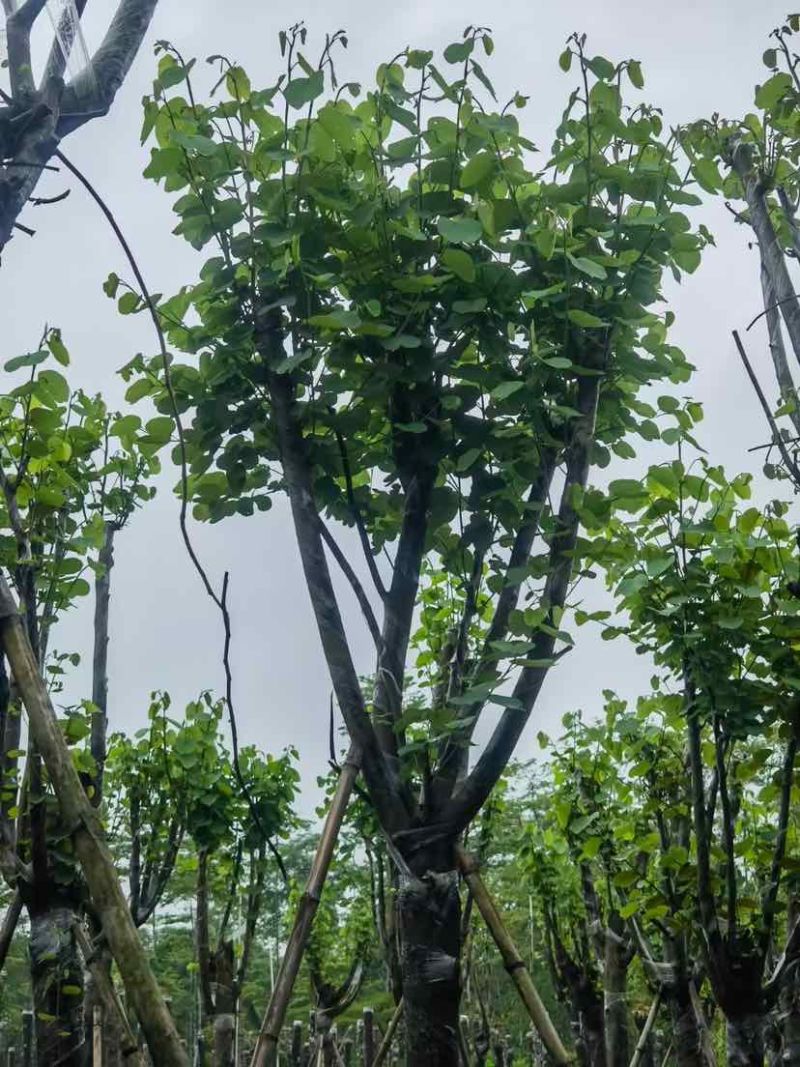 宫粉紫荆基地直销规格齐全有需要的老板欢迎来电洽谈合作