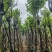 宫粉紫荆基地直销规格齐全有需要的老板欢迎来电洽谈合作